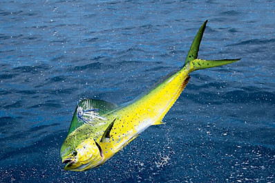 Final do Estadual de Pesca fortalecerá o turismo e movimentará Rio das Ostras565