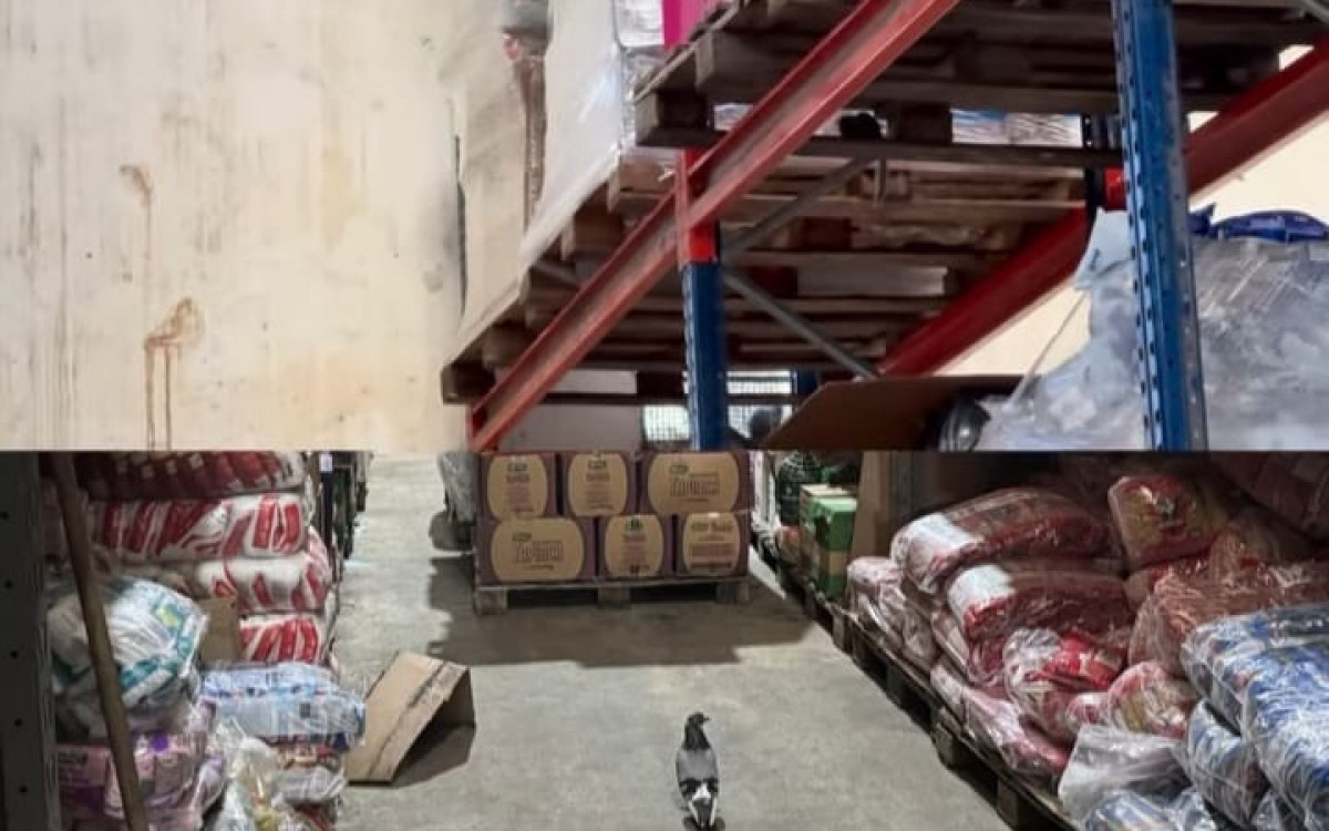 Fiscais do Procon registram presença de pombos e fezes de roedores e aves no depósito interditado