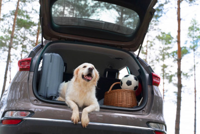 Férias exigem planejamento para manter o tratamento dos pets em dia