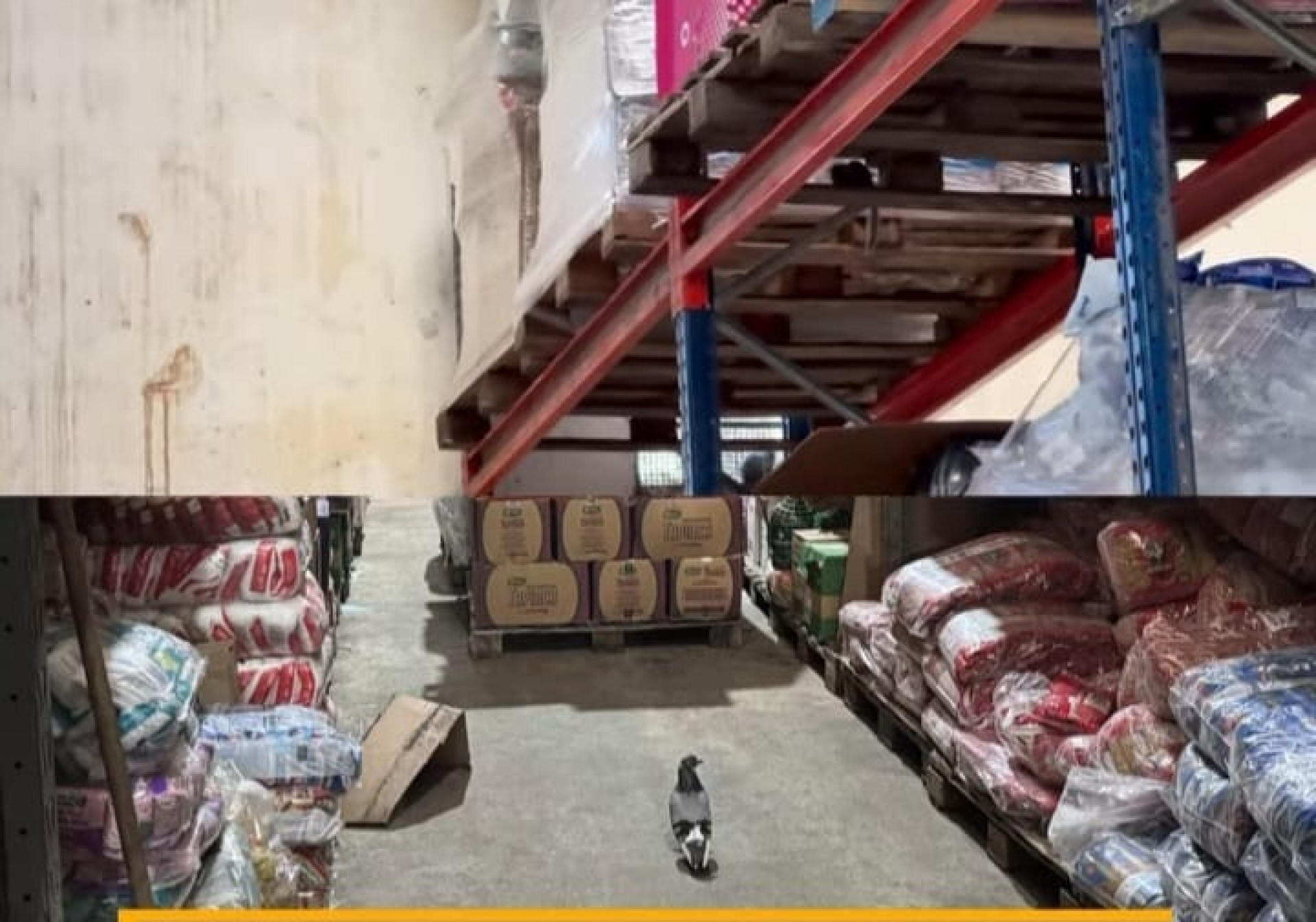 Fiscais do Procon registram presen&ccedil;a de pombos e fezes de roedores e aves no dep&oacute;sito interditado - Divulga&ccedil;&atilde;o/Procon-RJ