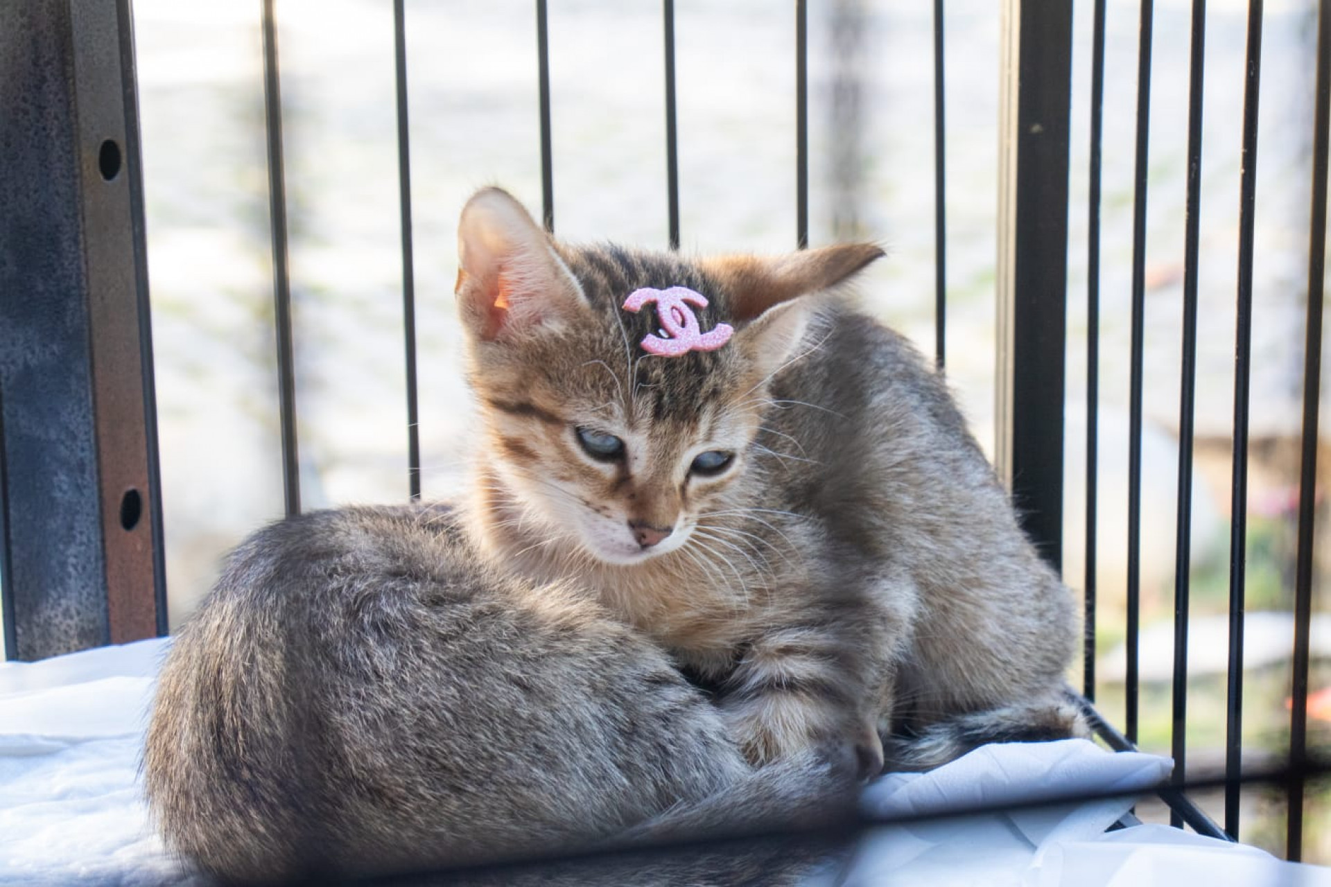 Cães e gatos podem ser vacinados e microchipados gratuitamente durante a campanha no Planetário do Rio - Érica Martin / Agência O DIA