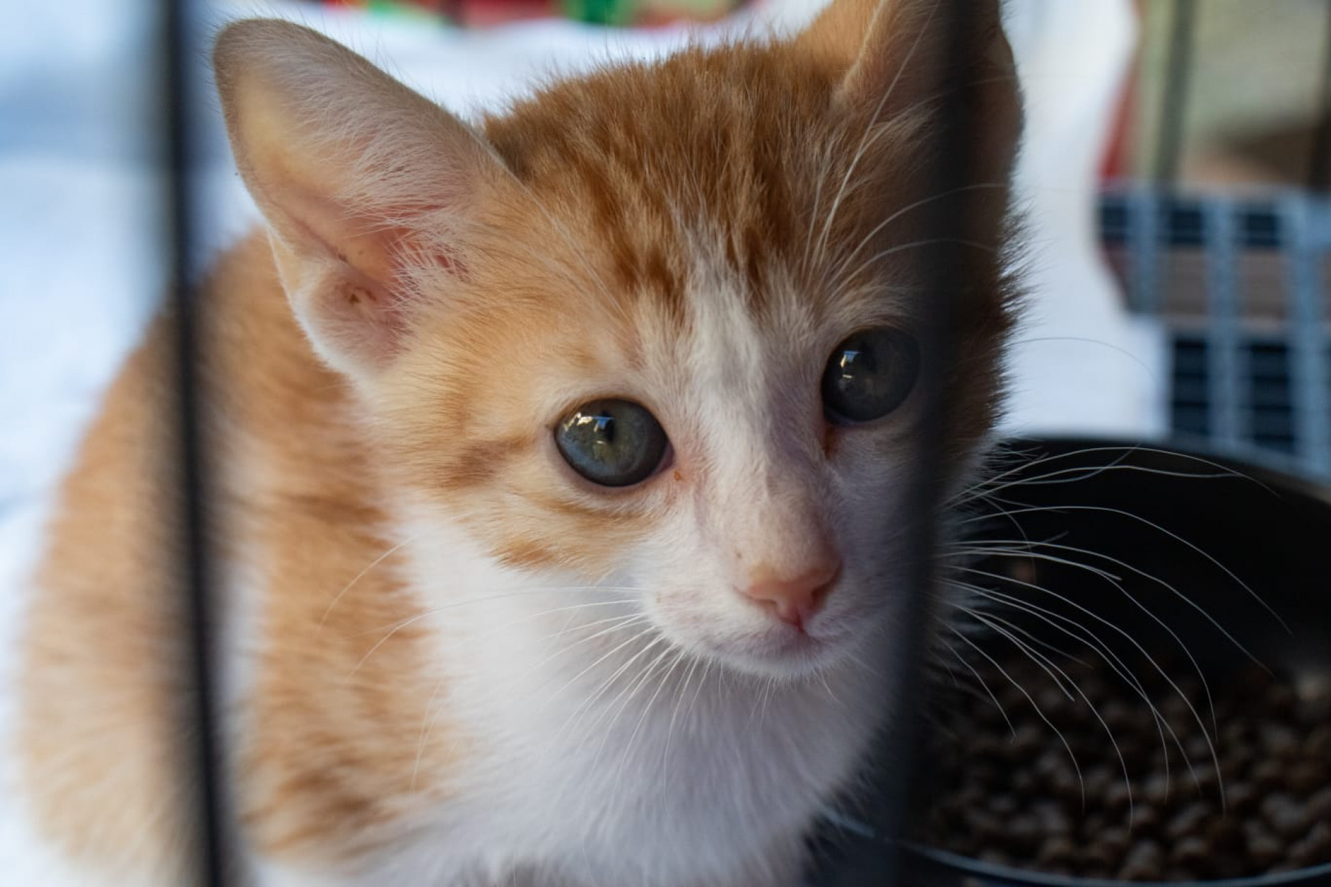 Cães e gatos podem ser vacinados e microchipados gratuitamente durante a campanha no Planetário do Rio - Érica Martin / Agência O DIA