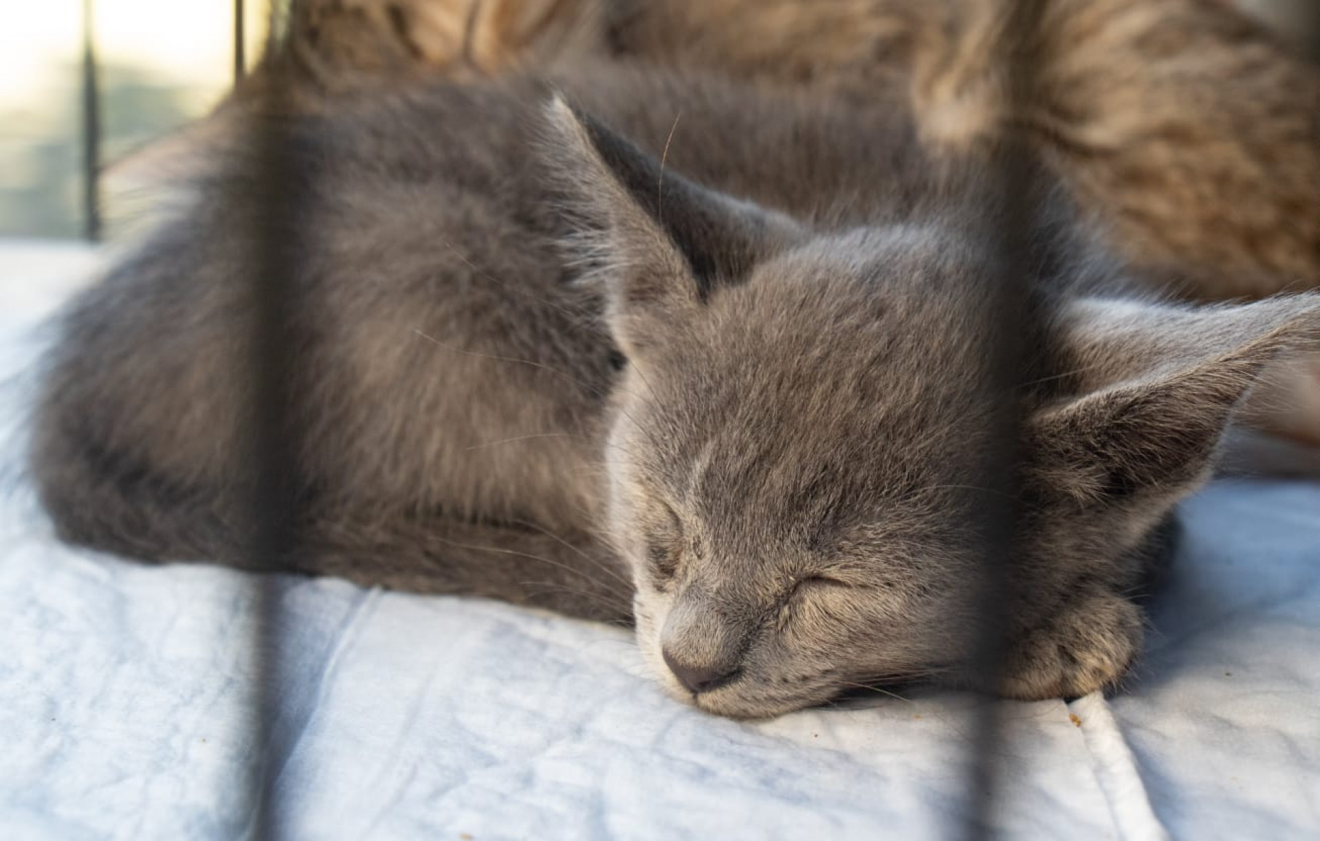 Cães e gatos podem ser vacinados e microchipados gratuitamente durante a campanha no Planetário do Rio - Érica Martin / Agência O DIA