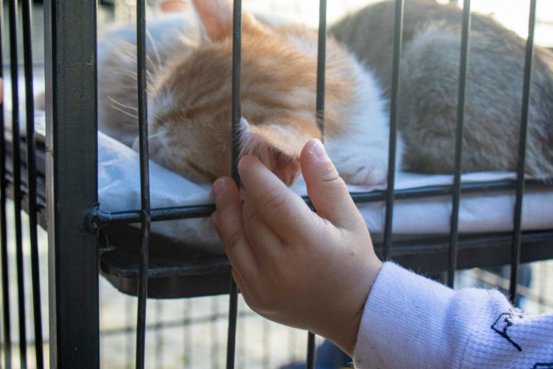 Cães e gatos podem ser vacinados e microchipados gratuitamente durante a campanha no Planetário do Rio - Érica Martin / Agência O DIA
