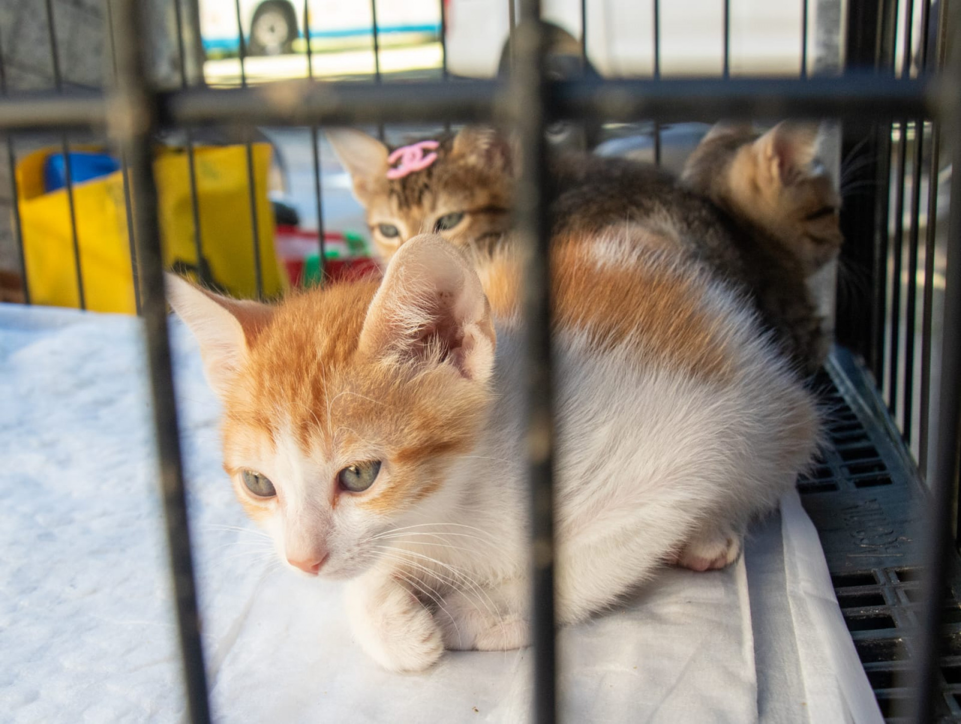 Cães e gatos podem ser vacinados e microchipados gratuitamente durante a campanha no Planetário do Rio - Érica Martin / Agência O DIA