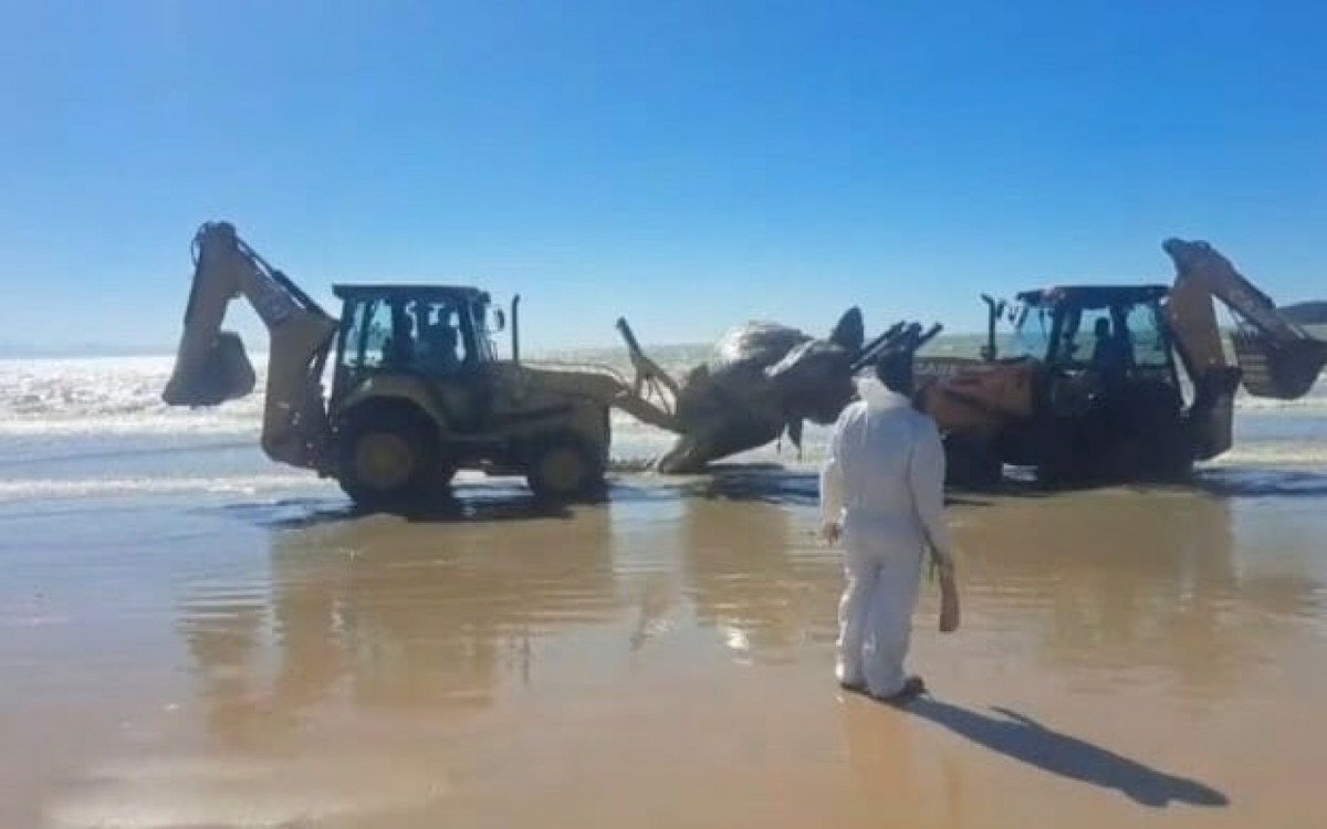 Baleia na Praia de Manguinhos