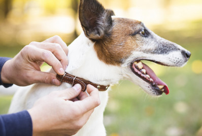 Guapimirim lança programa de microchipagem para cães e gatos