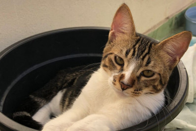Caxias Shopping recebe edição da campanha de adoção de pets