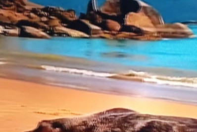 Leão-marinho é visto descansando em praia da Ilha Grande, em Angra