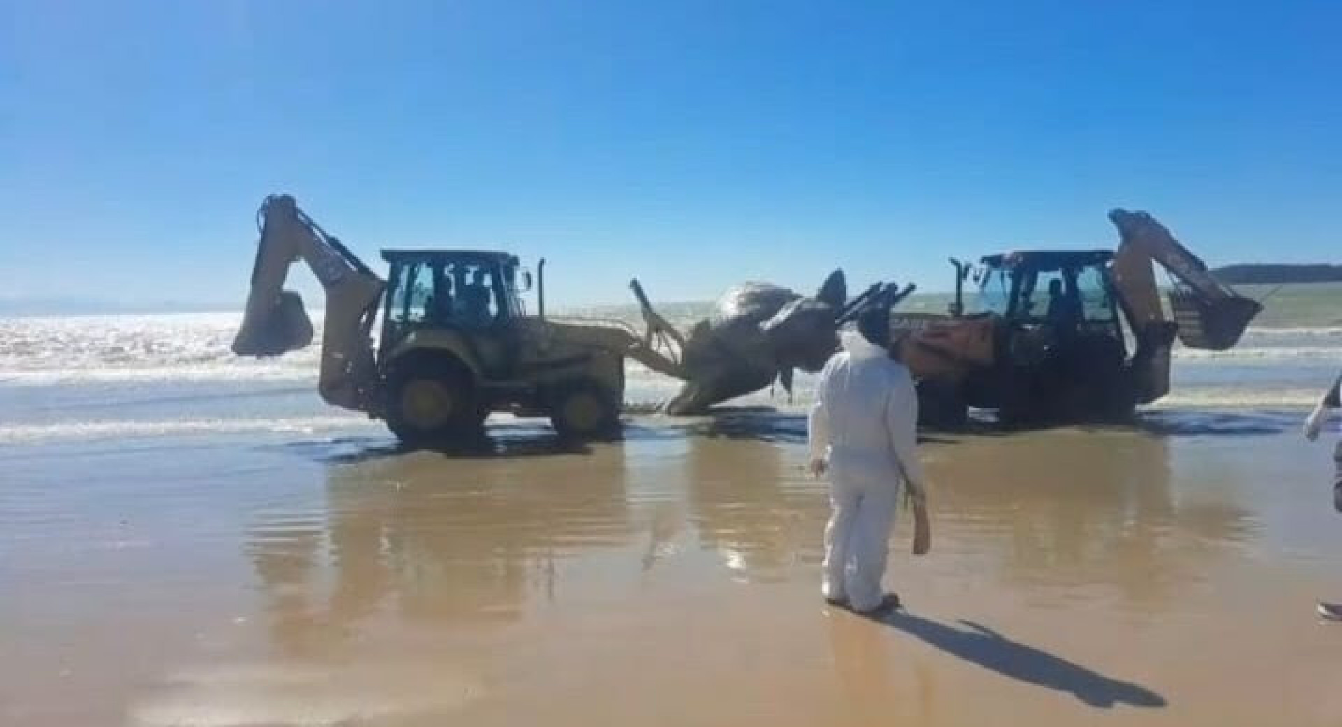 Baleia na Praia de Manguinhos - Ascom