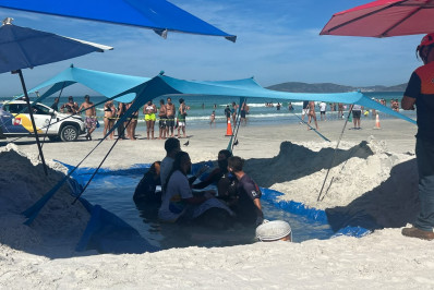 Cachalote encalha pela terceira vez e recebe cuidados em Cabo Frio