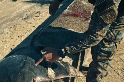 Cerca de 50 arraias são encontradas mortas em praia de Itaguaí