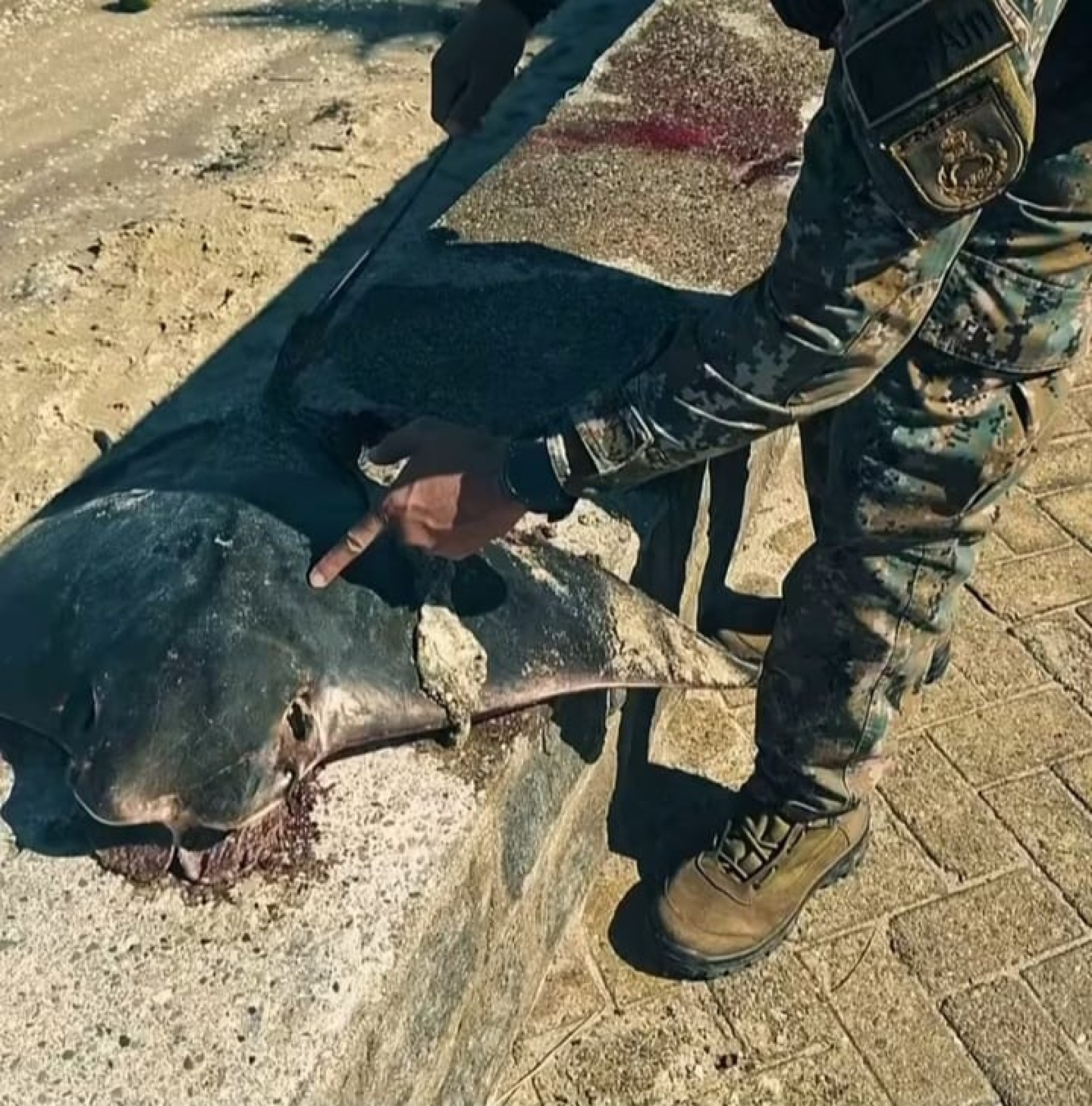 Policiais da 4ª UPAm encontram nos animais marcas possivelmente causadas por rede de pesca