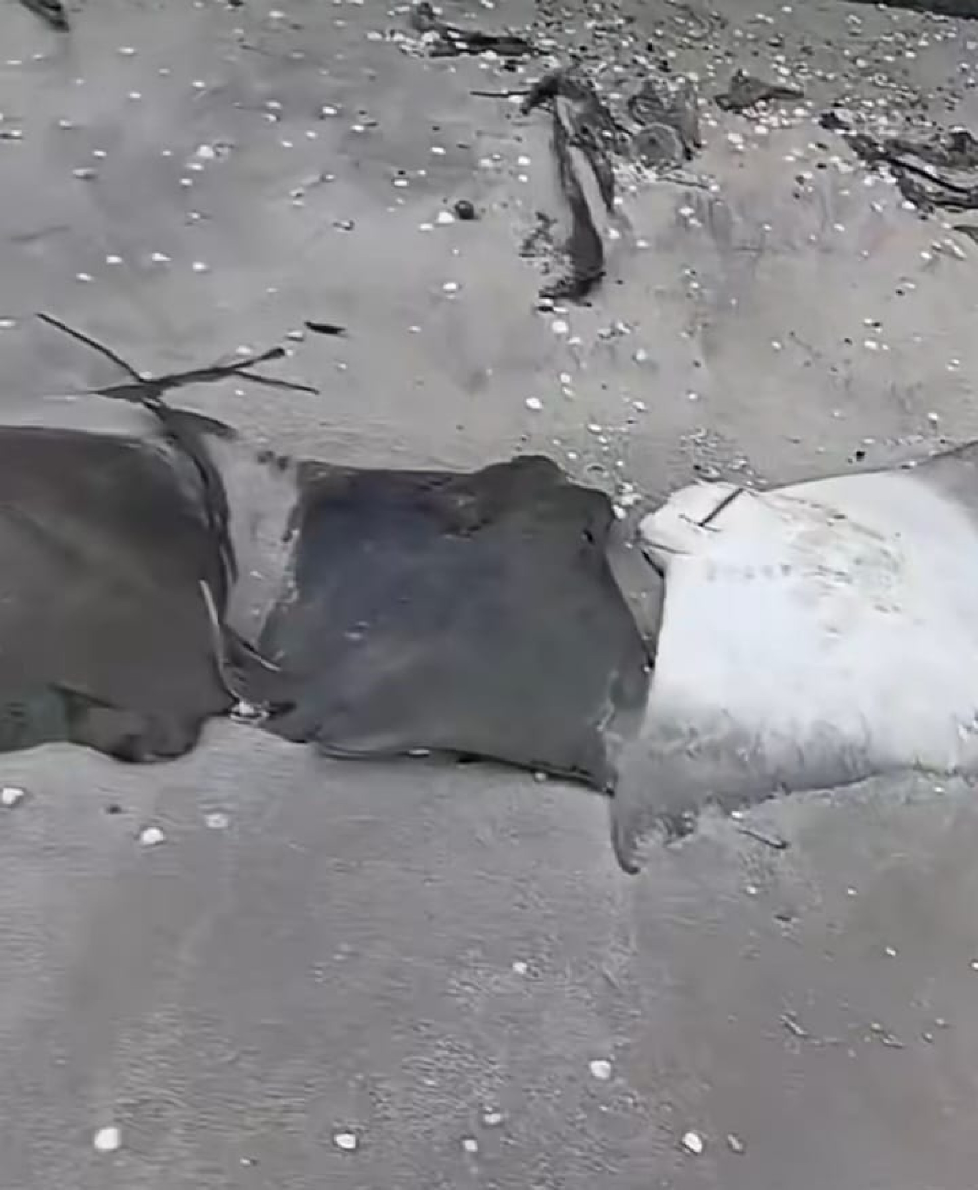 Segundo Inea os animais mortos pertencem a uma &uacute;nica esp&eacute;cie - Divulga&ccedil;&atilde;o/Reprodu&ccedil;&atilde;o Rede Social