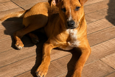Eles não têm pedigree, mas conquistaram o coração do Brasil
