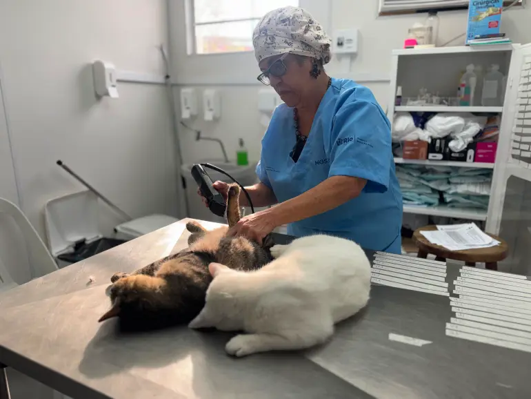 Mutirão castra 600 gatos e reforça combate ao abandono de animais no Rio