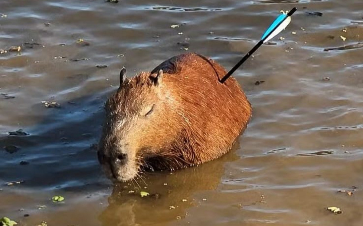 Capivara foi encontrada com flecha cravada no corpo