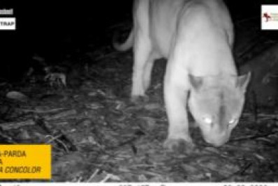 Vídeo: Onça e gatos-do-mato são vistos no Parque Nacional do Itatiaia