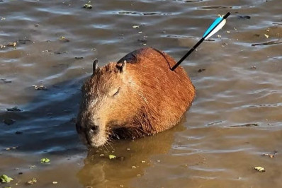 Capivara morre depois de ser atingida por flecha