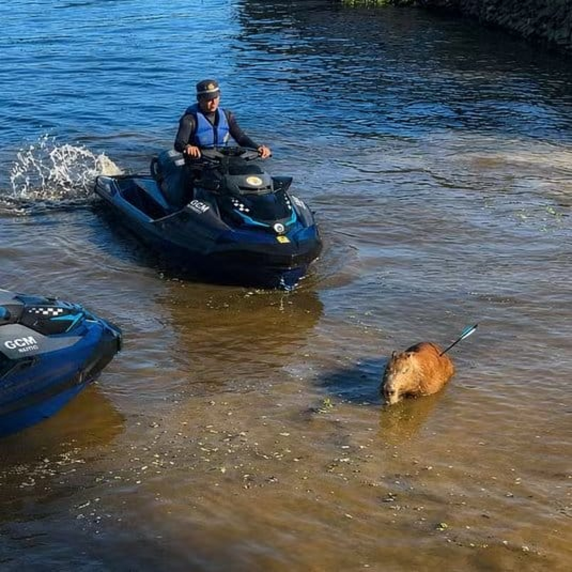 Equipes da Guarda Municipal fizeram o resgate do animal - Reprodu&ccedil;&atilde;o / Redes sociais