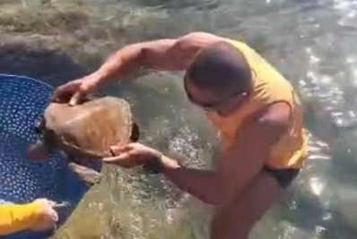 Tartaruga marinha debilitada é resgatada na Praia do Forte, em Cabo Frio