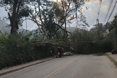 Ventania atinge Petrópolis e causa queda de árvores
