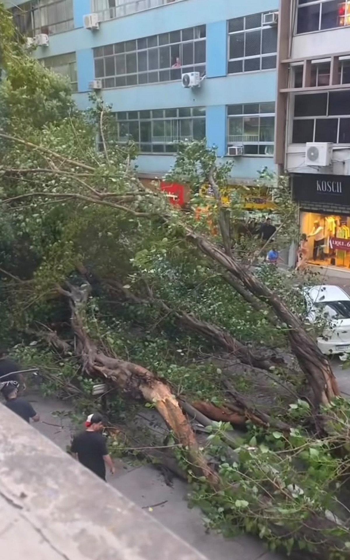 Árvore caiu na Rua Soares da Costa, na Tijuca, por causa da ventania
