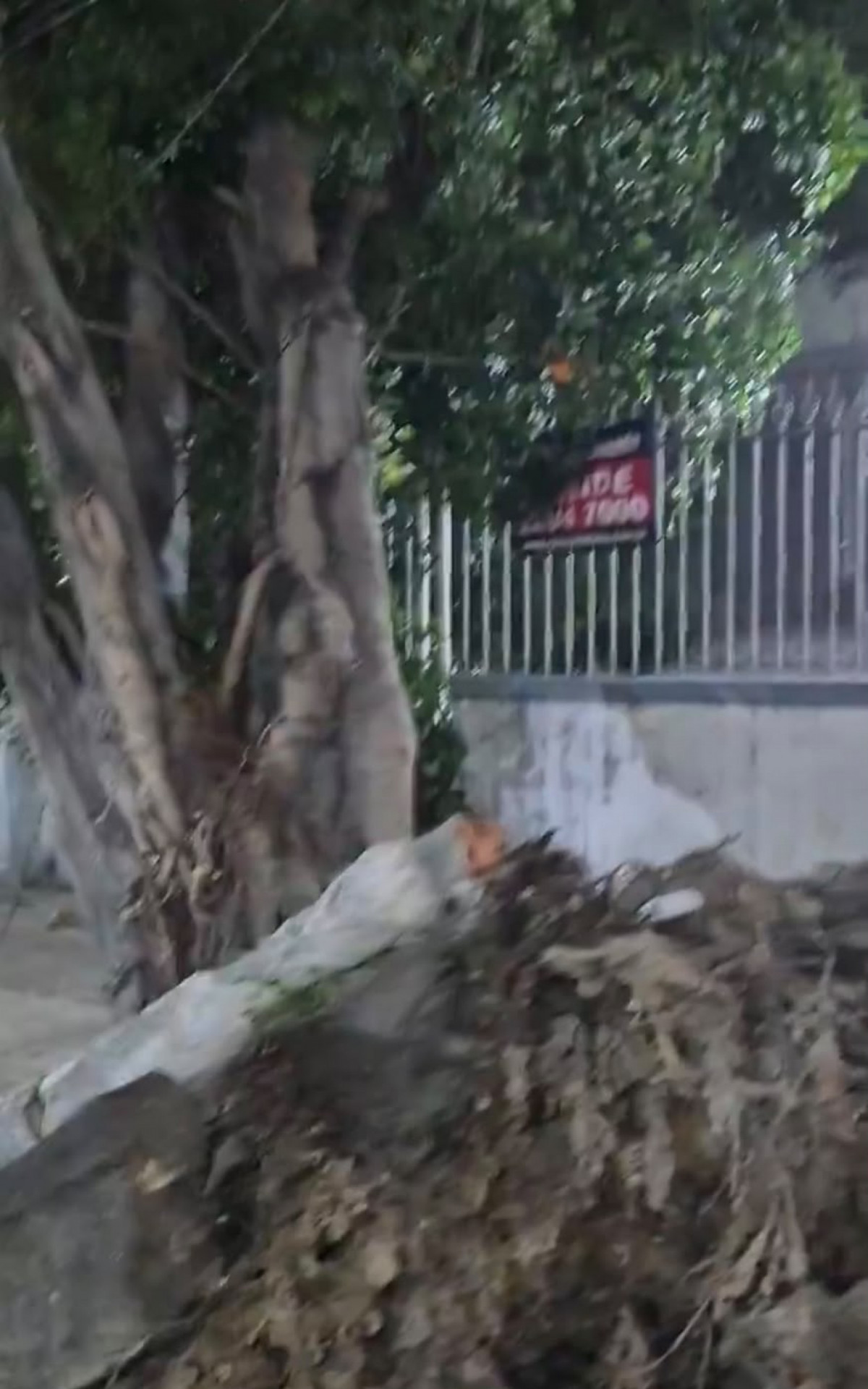 Árvore caída na Rua Conselheiro Olegário, no Maracanã