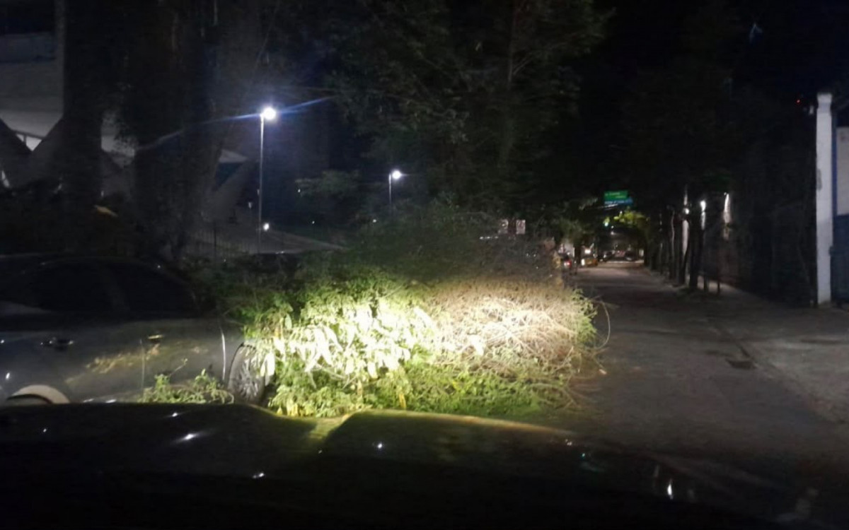 Árvore caída na Rua Oliveira Rocha, no bairro da Lagoa