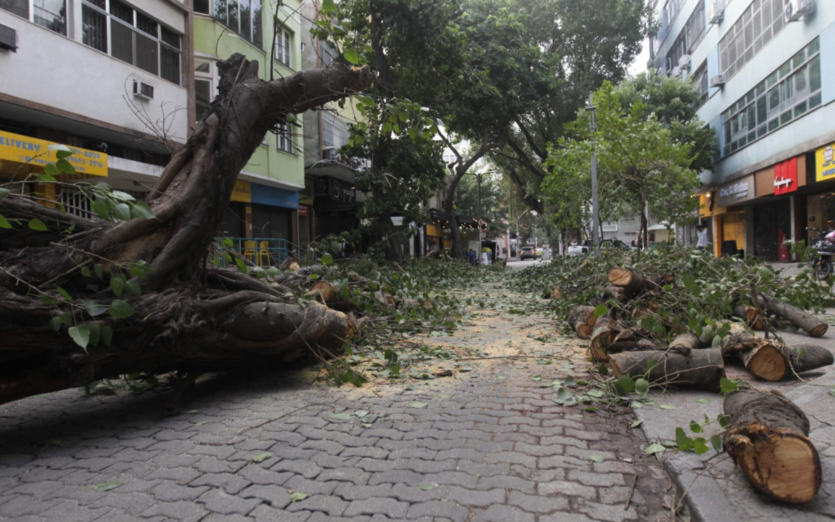 Árvore caiu na Rua Soares da Costa, na Tijuca, por causa da ventania