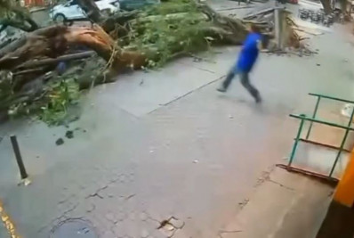 Vídeo: Pedestre escapa por pouco de ser atingido por árvore na Tijuca