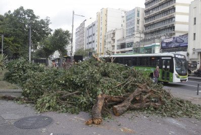 Após forte ventania, Rio amanhece com mais de 60 árvores caídas; veja fotos