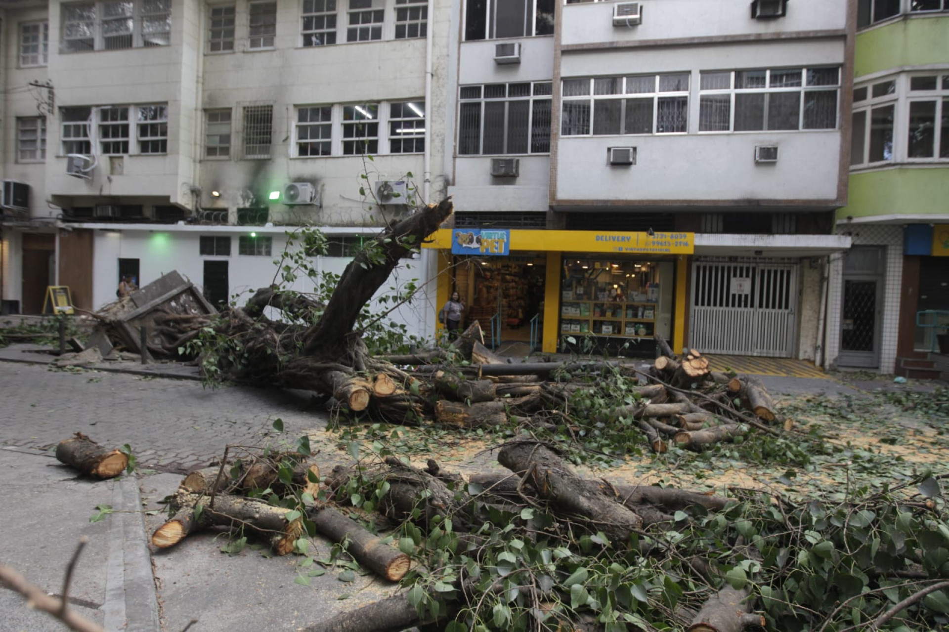 Ventania derrubou árvore na Rua Soares da Costa, na Tijuca - Reginaldo Pimenta / Agência O Dia