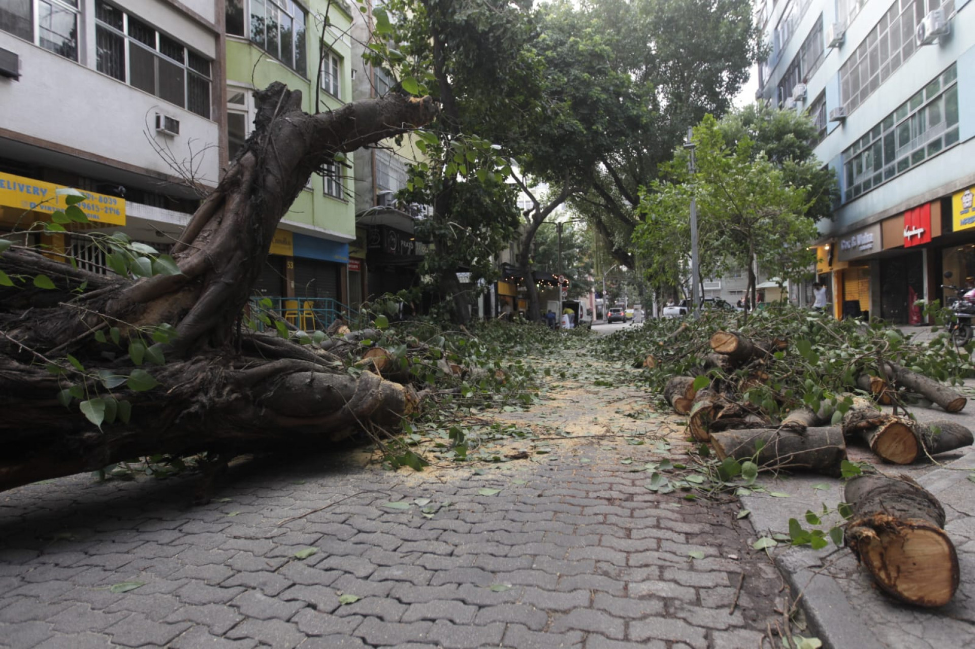 Árvore caiu na Rua Soares da Costa, na Tijuca, por causa da ventania - Reginaldo Pimenta / Agência O Dia