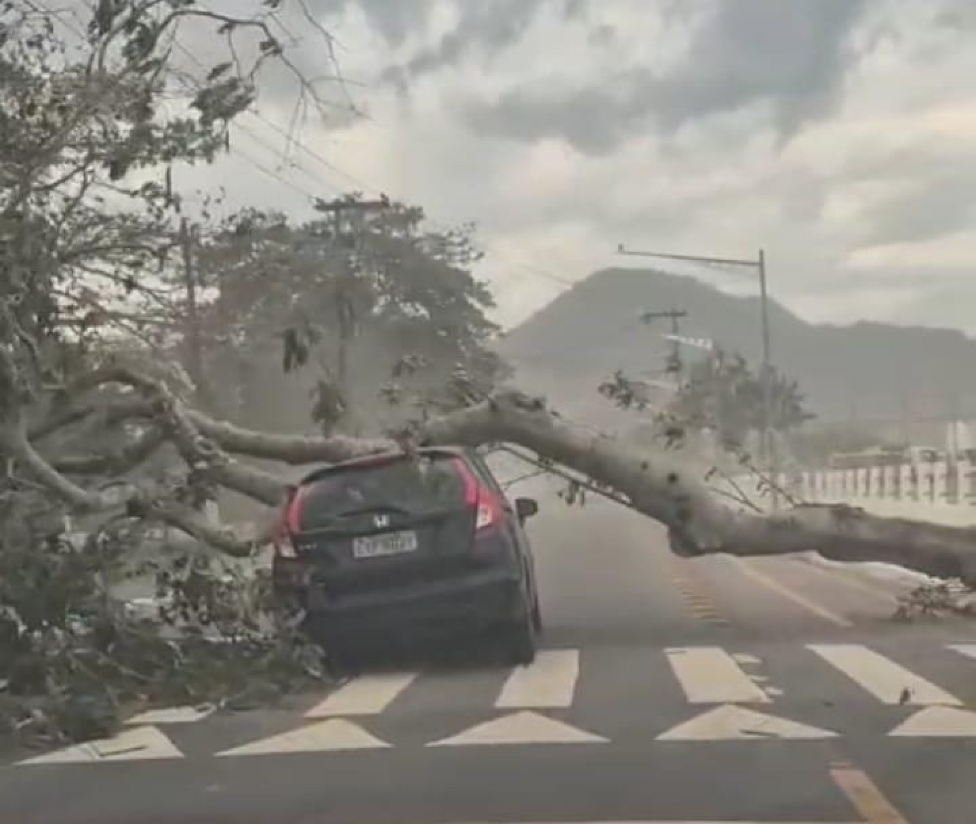 Carro foi atingido por uma &aacute;rvore arrancada pela ra&iacute;z durante a ventania no centro de Angra - Divulga&ccedil;&atilde;o/ Reprodu&ccedil;&atilde;o Rede Social