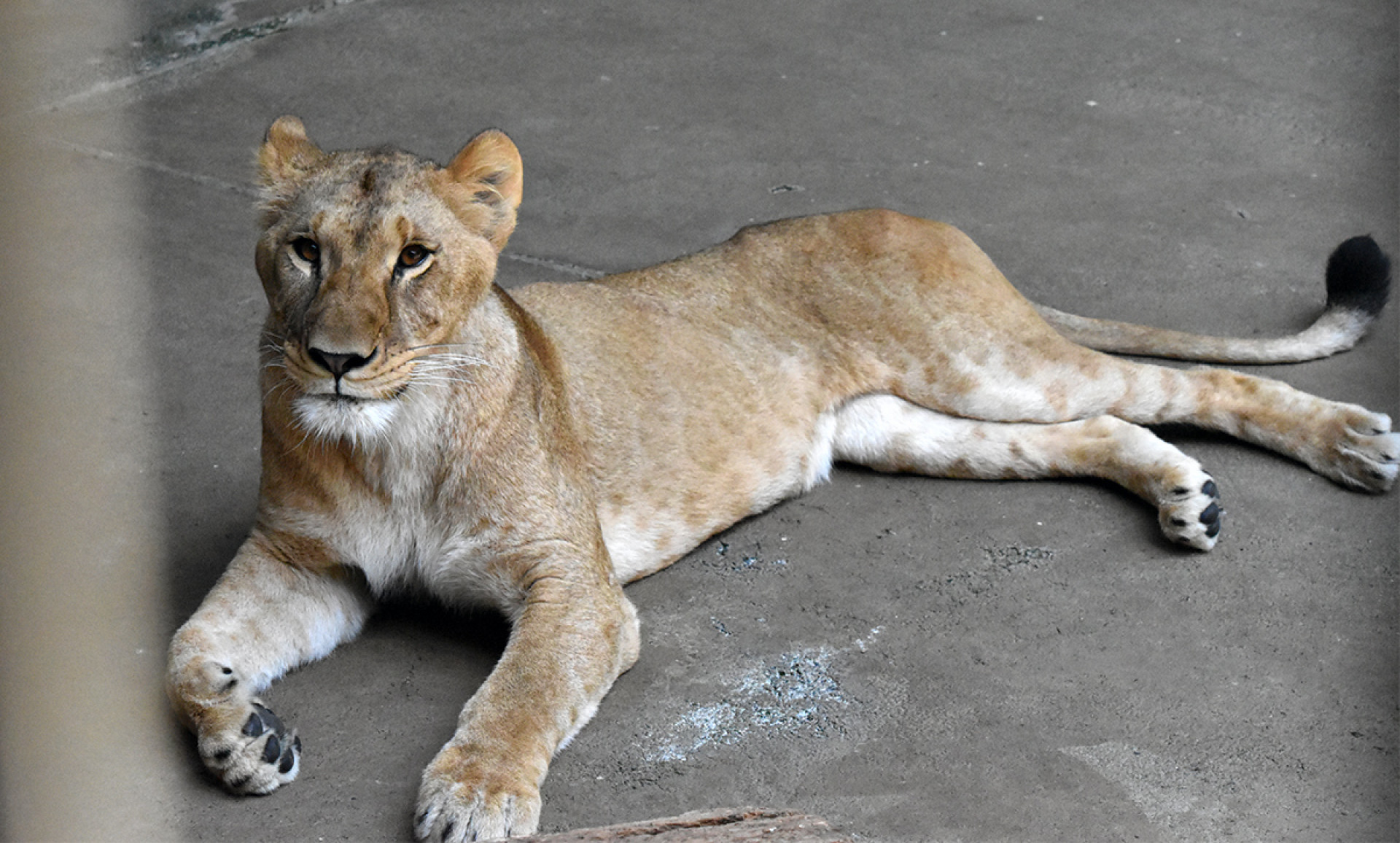 Três leoas morrem em zoológico do Japão por suspeita de insolação