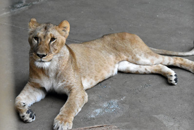Três leoas morrem em zoológico do Japão por suspeita de insolação
