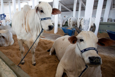65ª Expoagro reúne cerca de700 animais e nelore é recorde