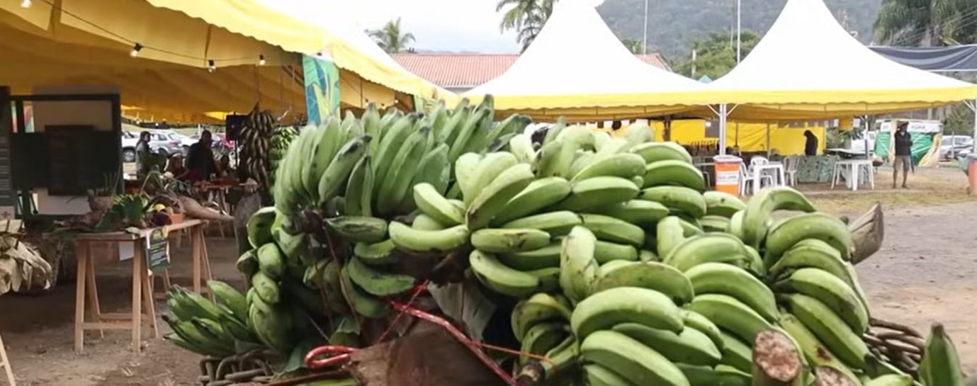 Banana faz parte da merenda escolar - Divulga&ccedil;&atilde;o/PMP