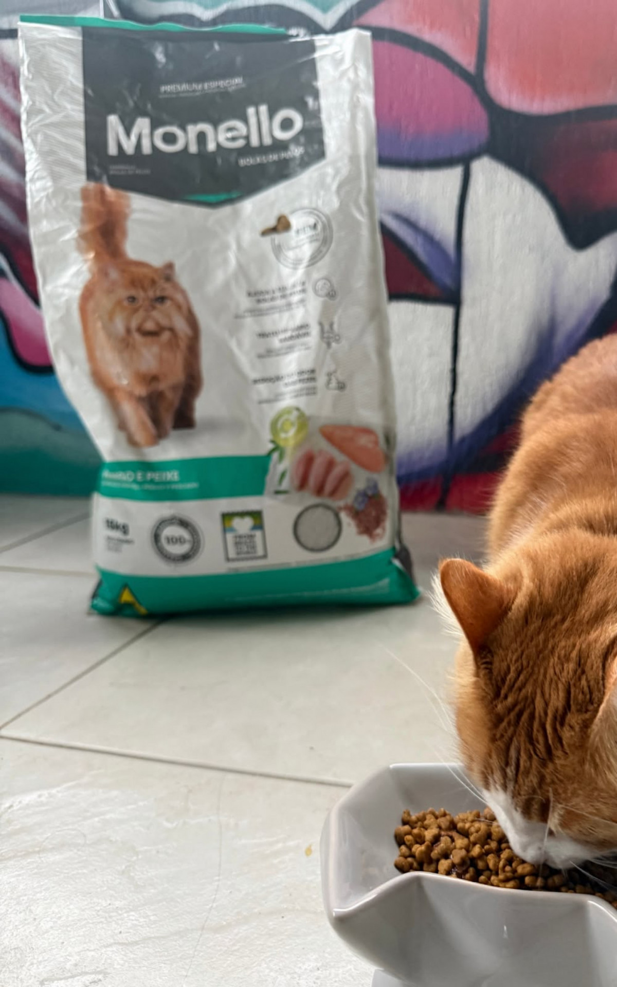 Obesidade &eacute; um problema em pets - Divulga&ccedil;&atilde;o