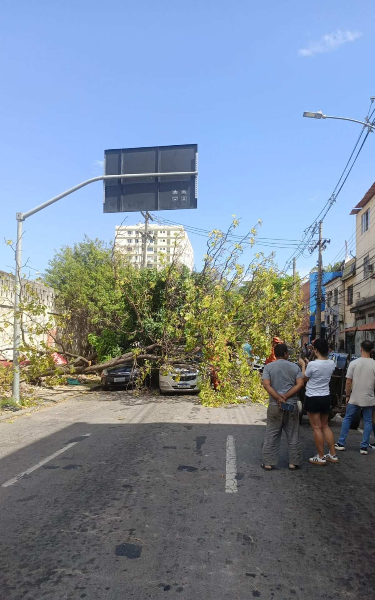 Árvore caída na Rua Luís de Mattos, em Vila Isabel, na Zona Norte do Rio