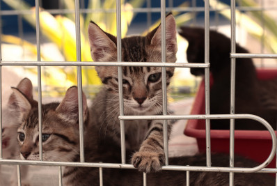 Maricá lança campanha itinerante de adoção responsável de cães e gatos