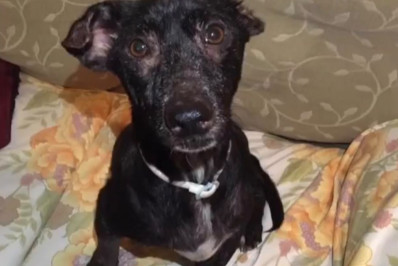 Agosto Verde Claro: alertas para a saúde de pets e humanos