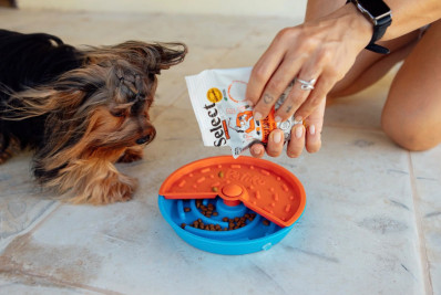 Nutrição personalizada ajuda a prevenir obesidade em cães e gatos