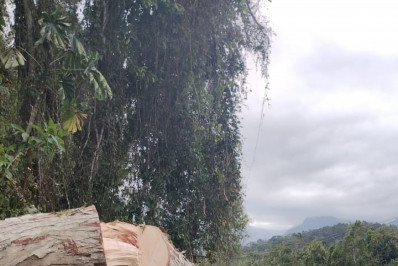 Vento provoca queda de árvores e interdita trechos da Rio-Santos