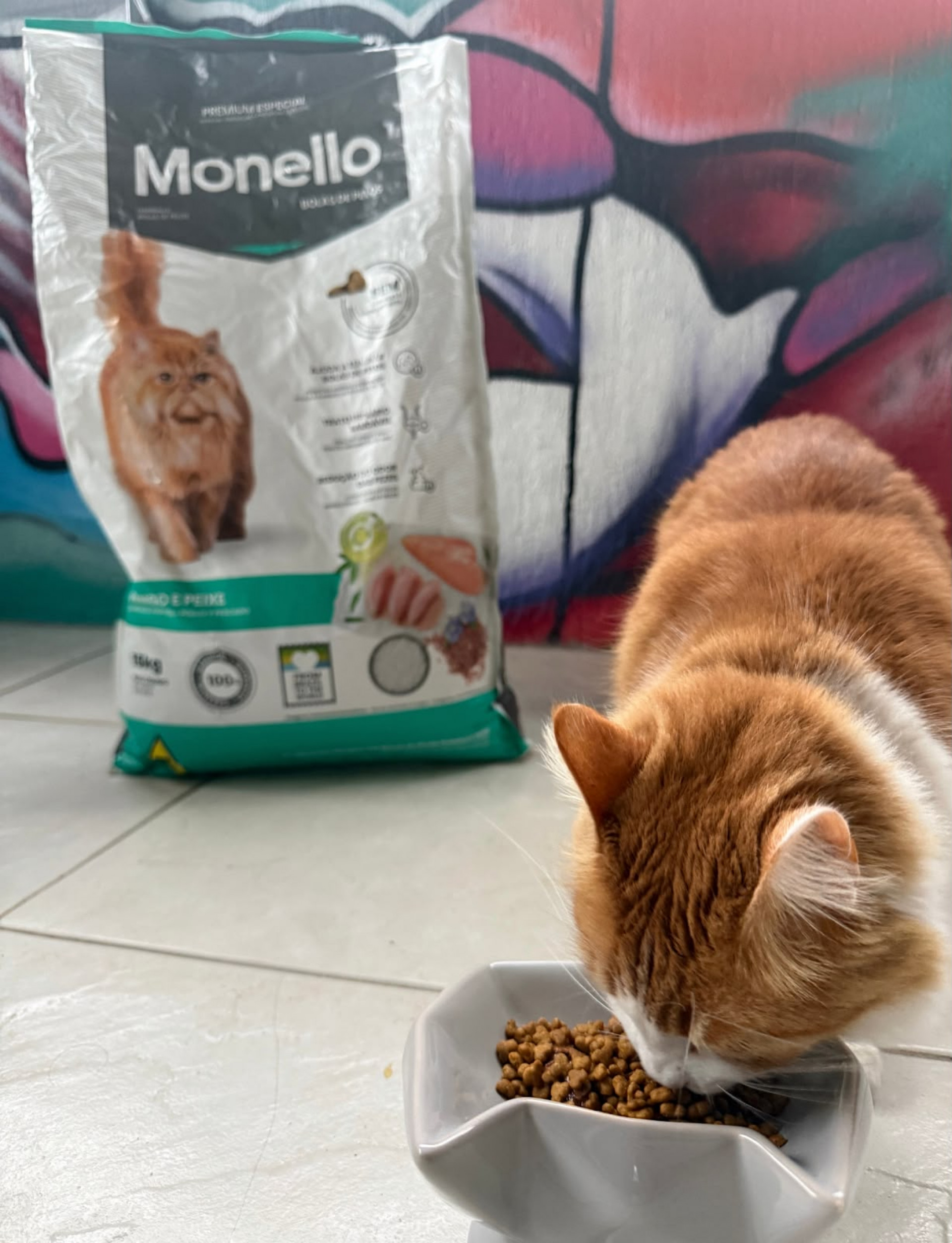 Obesidade é um problema em pets