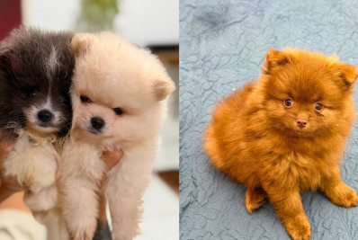 Lulu da Pomerânia: o companheiro que virou paixão entre as mulheres