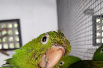 ASAS recebe 122 animais silvestres em julho e reforça atuação na proteção da fauna