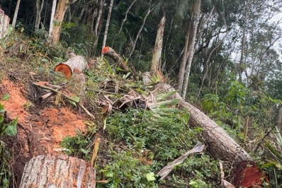 Extração irregular de árvores é identificada no Bingen