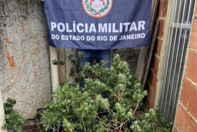 Nove pés de maconha e fuzil são apreendidos no Andaraí